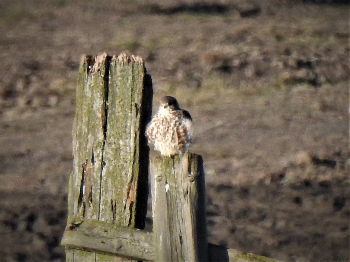 onemantess's tweet image. Great days birding ,crap pics but so what😂 , LEO at Seaham, SEO at Seaton Carew, Merlin at Saltholme, also Buzzard, Kestrel, Sparrowhawk, , Mrs W very happy😊 At Whitburn obs had Arctic Skua and Manx Shearwater, thanks to the other lads help 👍 #lotstolearn @DurhamBirdClub