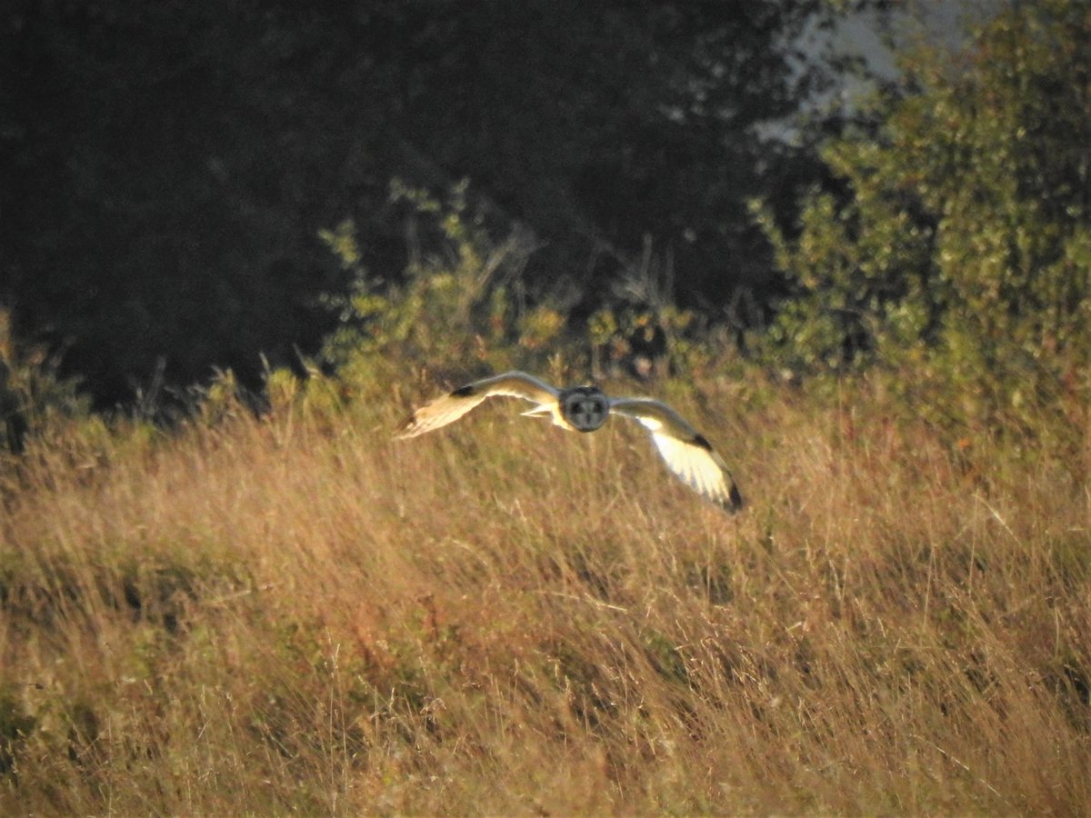 onemantess's tweet image. Great days birding ,crap pics but so what😂 , LEO at Seaham, SEO at Seaton Carew, Merlin at Saltholme, also Buzzard, Kestrel, Sparrowhawk, , Mrs W very happy😊 At Whitburn obs had Arctic Skua and Manx Shearwater, thanks to the other lads help 👍 #lotstolearn @DurhamBirdClub