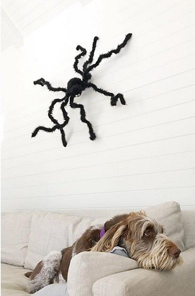 pawrents's tweet photo. #NotAmused #PlayfulPawrent #OfficiallyOctober #HalloweenDecor #PawrentPad #WhyItsHome #pawrent #pawrents #pawrenting #pawrentlife #dogpawrents #dogsoftwitter #dogmom #dogdad #doglife #furbaby #germanwirehairedpointer #gwp #germanpointer #interiordesign #designinspo @tracey_ayton https://t.co/1AC1tXslOq