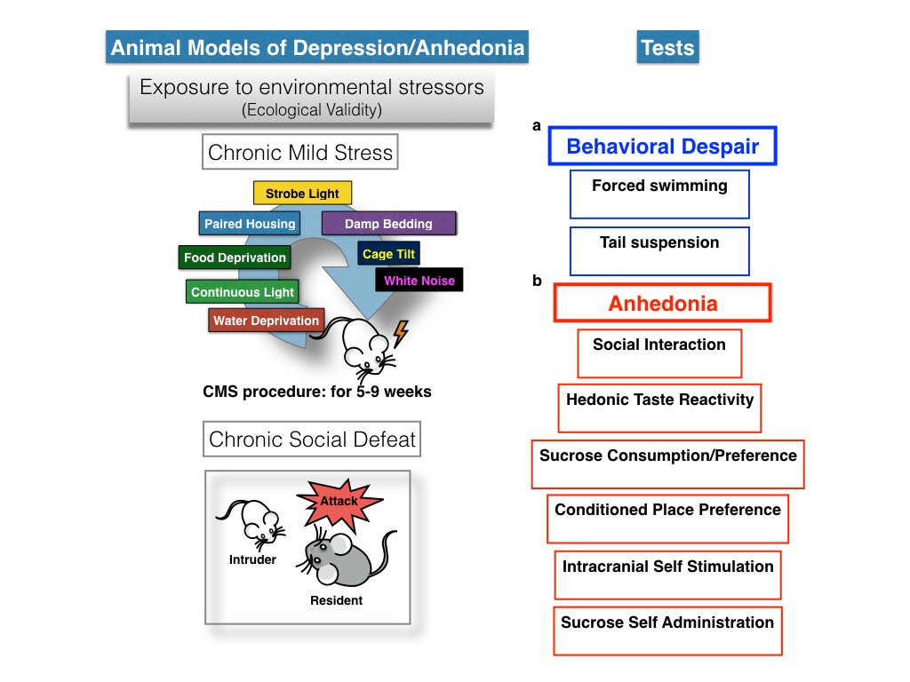 Are you a researcher working with animal models of stress and depression-like behavior? Interested in measuring anhedonia in rodents? 

If so, click here: academic.oup.com/ijnp/advance-a…
for a comprehensive review involving paradigms/ behavioral readouts

#anhedonia #stress #depression