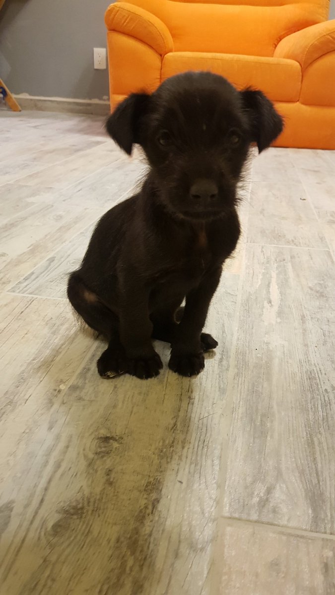 anniiecr's tweet image. Busco familia para este bebito que se cruzó en mi camino el día de ayer. 
Es un cachorrito negro, tiene aprox 2 meses de edad. De adoptarlo, lo entrego bañado, desparacitado, vacunado y de ser posible esterilizado. 
@En_laDelValle @ColoniaEscandon @PrrosPerdidosMX