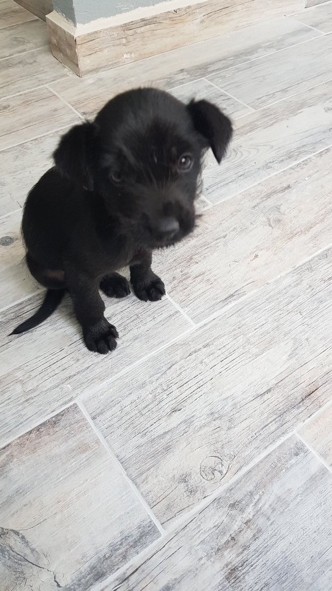anniiecr's tweet image. Busco familia para este bebito que se cruzó en mi camino el día de ayer. 
Es un cachorrito negro, tiene aprox 2 meses de edad. De adoptarlo, lo entrego bañado, desparacitado, vacunado y de ser posible esterilizado. 
@En_laDelValle @ColoniaEscandon @PrrosPerdidosMX