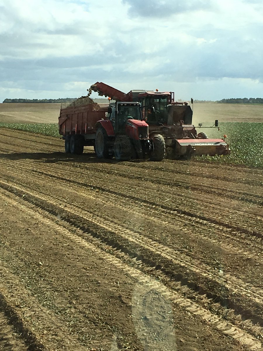 beaudoinbenj's tweet photo. Deuxième tours de betteraves pour @Cristal_Union Bazancourt. Arrachage dans des conditions très sèche dans le secteur. https://t.co/QTqoPQ1Plg