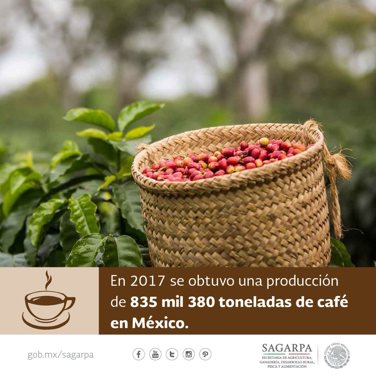 Agricultura_mex's tweet photo. #SabíasQue … al día se beben entre 1,600 y 2 mil millones de tazas de café en el mundo. #DíaInternacionalDelCafé ☕️🇲🇽🌎🌍🌏 https://t.co/LVDLidqWtV https://t.co/alzM55sGUM