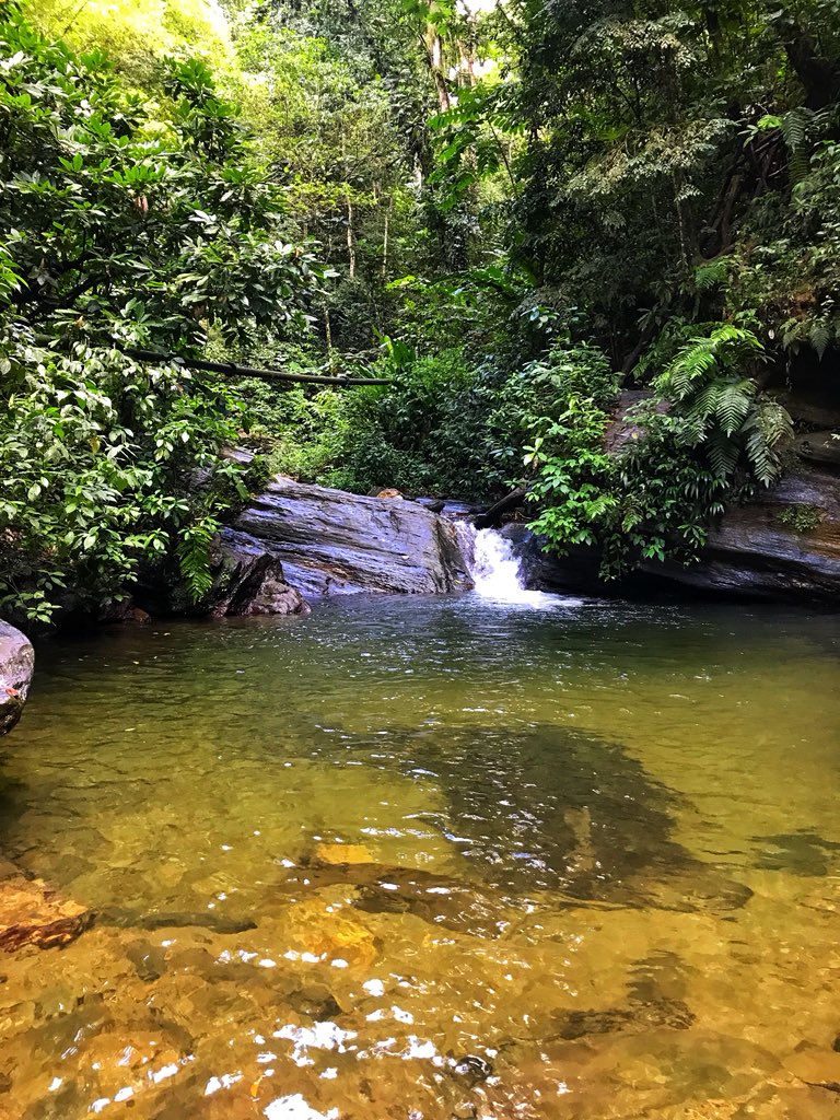dani_storrrm's tweet photo. #GodsCreation #Morang #MaracasStJoseph #hikethings #whatmySundaylookedlike https://t.co/BVfg2nrIKM