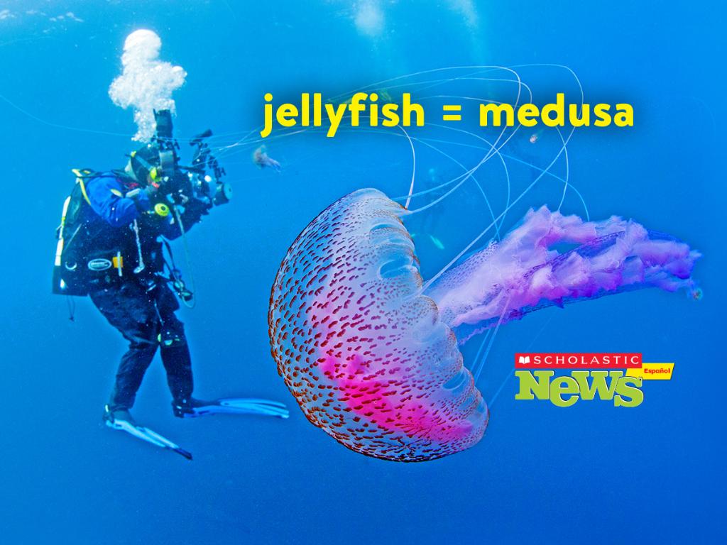 ScholasticEdu's tweet image. How do you say jellyfish in Spanish? Medusa! Every issue of #ScholasticNews is available in Spanish online. Here&apos;s a sample: bit.ly/2DL9Vqs #bilingualchildmonth ✅ #differentiateinstruction
