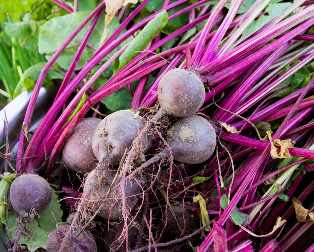 GYOmag's tweet photo. What was your favourite veg you grew this year? https://t.co/wQWW5ZkCRw