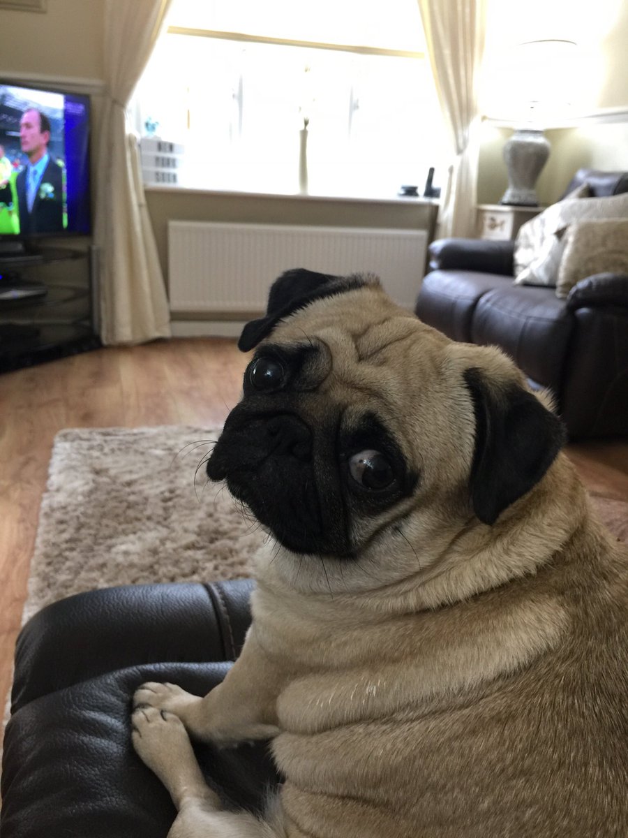 pixie_pug's tweet image. Spooky season has arrived 👻🎃 #October #Pug #spookyseason