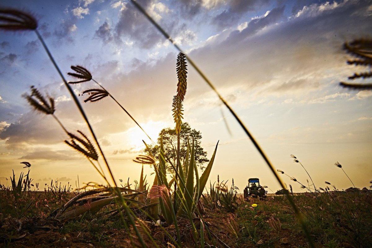 At Forever, we like to keep our waste to as little as possible! So that's why after the inner leaf gel is collected, the rinds of our Aloe leaves are tilled back into the ground and used to fertilise the soil! Tell us what you do at home to decrease your waste!