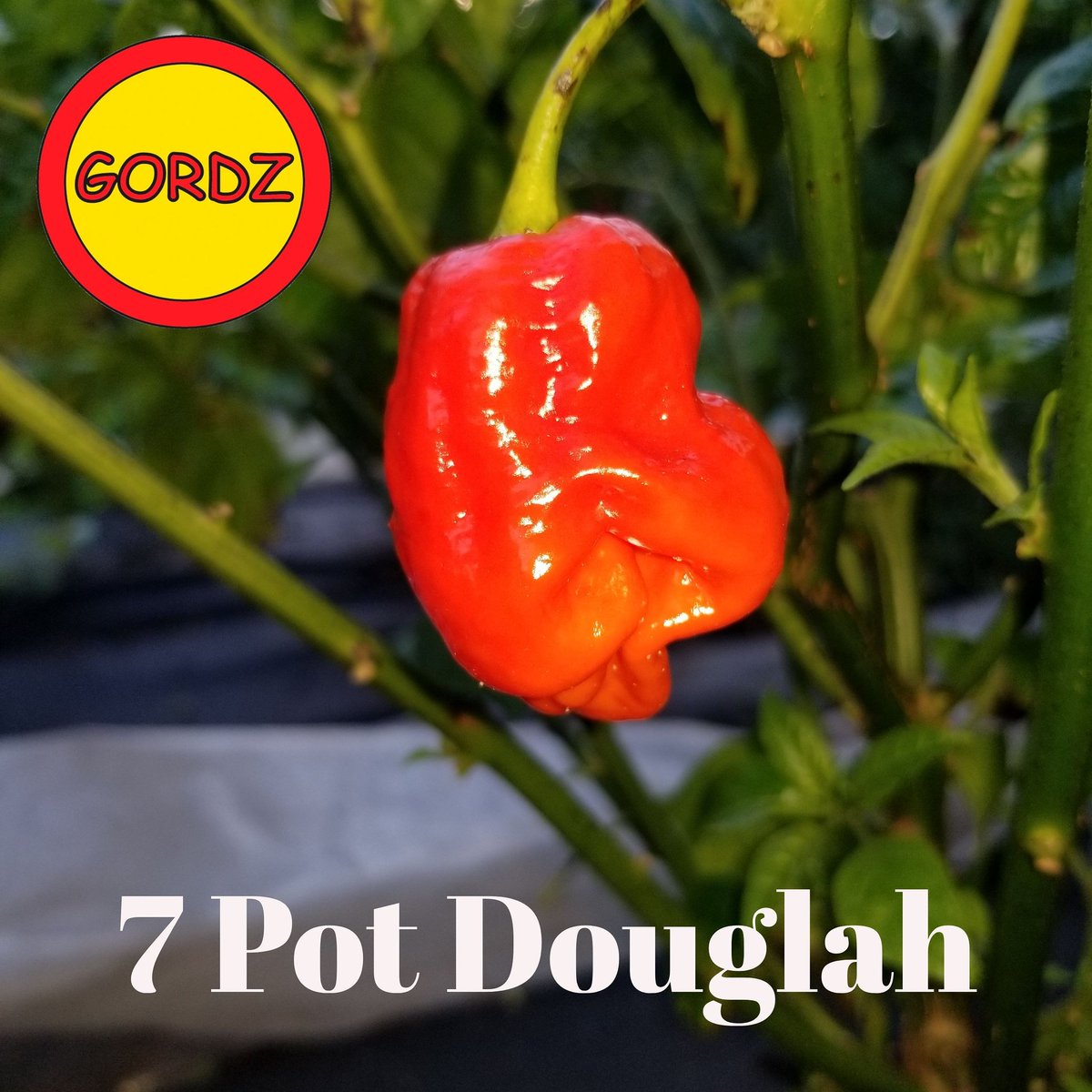 GordzHotSauce's tweet photo. The #7pot looking glorious at #GordzHotSauce๐๐ฅ๐ถ๐ฑ
#seedtobottle #allnatural #Canadian #hotpepper #grower #GYO #chilipepper #saucepiquante #pimentsforts #seed #garden #farm #pepper #plant #gardening #organicicallygrown #naturallyGlutenFree #nonGMO #healthy #photography https://t.co/8EqTUEOVFE