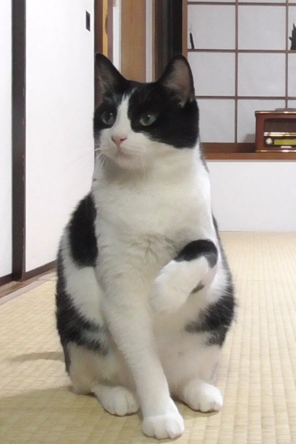 映画 ごっこ 公式 Twitter પર 映画ごっこ Gpより 9月29日は 来る福 くる 9 ふく 29 で招き猫の日だったのです 開運を呼び込む 招き猫 事務所に居る レフくん は幸せを呼ぶ猫と呼ばれています そこで レフくんに招き猫ポーズをしてもらい 映画 ごっこ 公式 Twitter પર 映画ごっこ Gpより 9月29日は 来る福 くる 9 ふく 29 で招き猫の日だったのです 開運を呼び込む 招き猫 事務所に居る レフくん は幸せを呼ぶ猫と呼ばれています そこで レフくんに招き猫ポーズをしてもらい