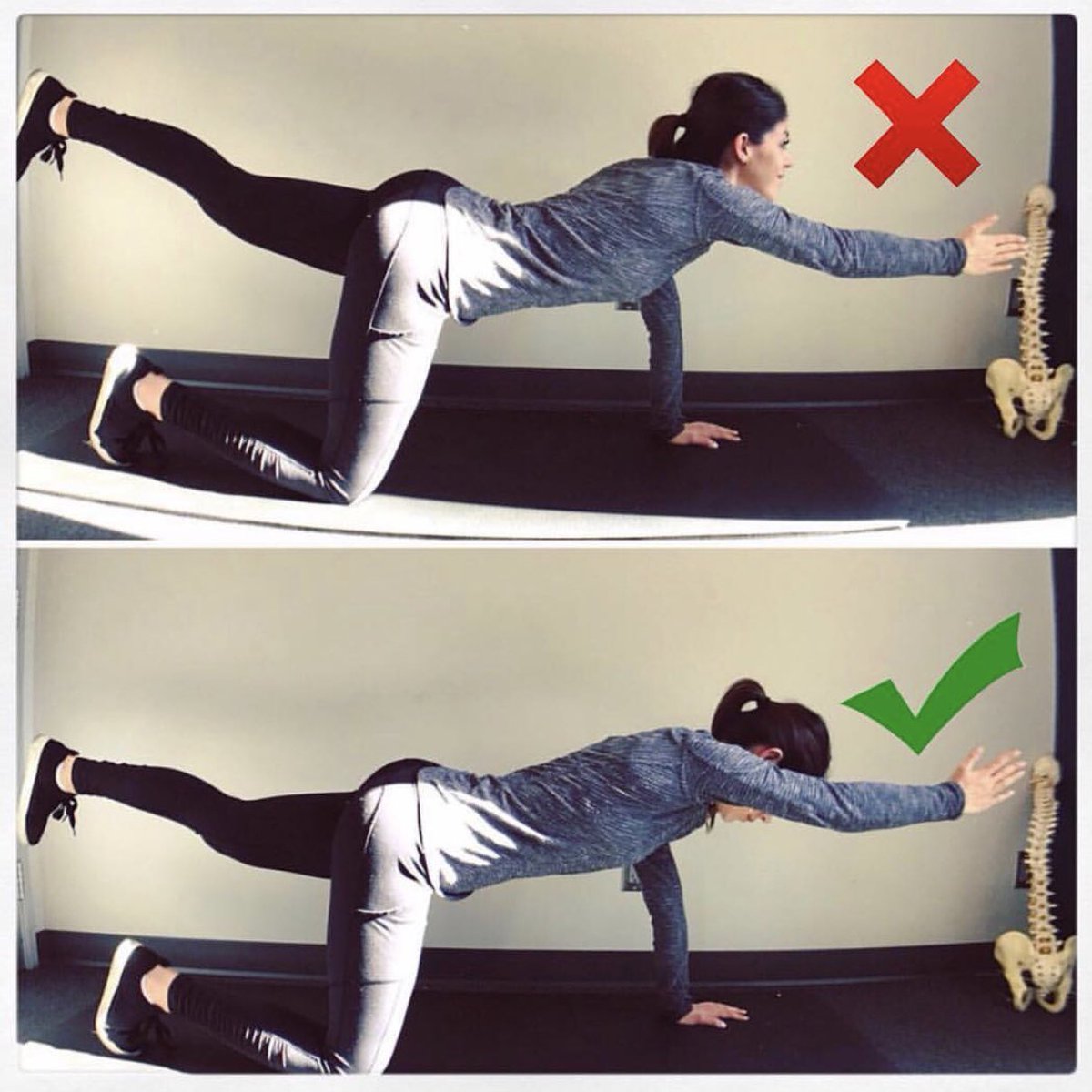 What Muscles Do Bird Dogs Work