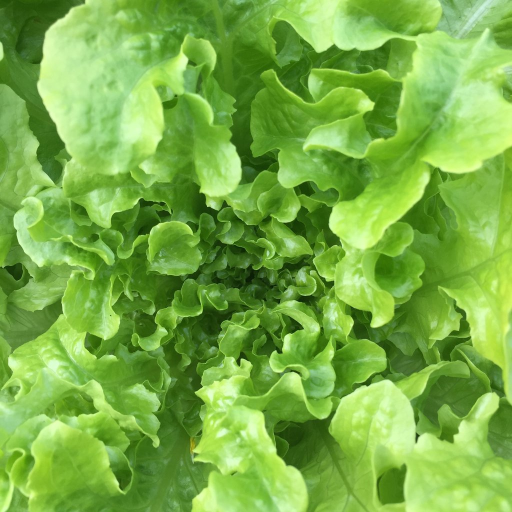 Just lettuce. You can never have too much lettuce. 

#growoya #groweasy #oya #olla