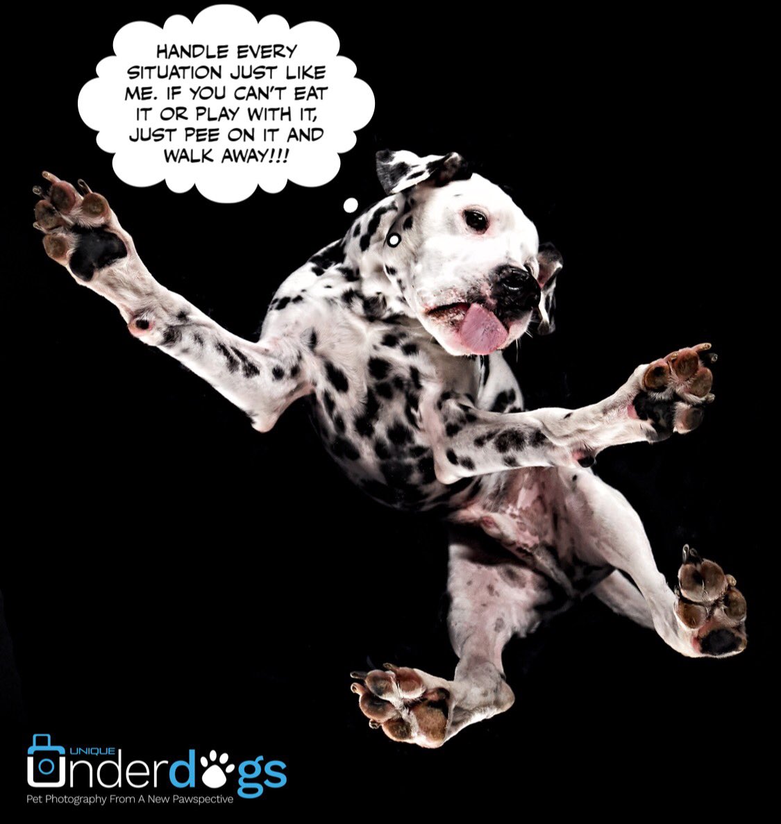 UniqueUnderdogs's tweet photo. It’s a dogs life! But not all dogs have the best start. Help us support the real underdogs by sharing our competition post for our 2019 Charity Calendar. #charitycalendar #uniqueunderdogs… https://t.co/GHEuKbWK8a… https://t.co/wsCE9Nw00a