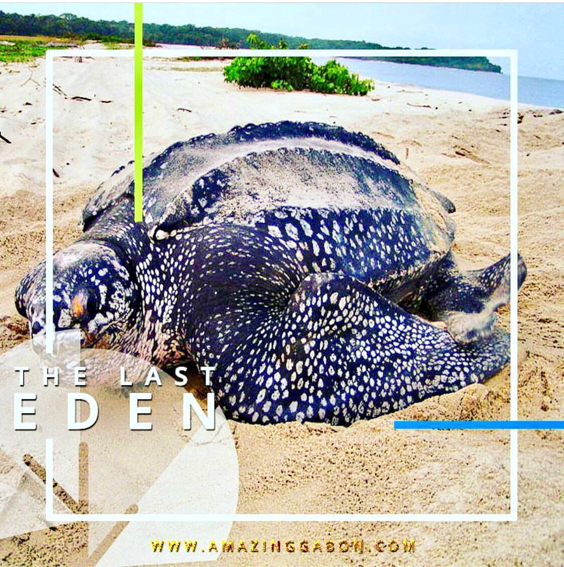 Les tortues luth sont de retour sur les côtes gabonaises 🇬🇦 #gabon #LoveGabon #turtles #lasteden #tortues <a href="/NatGeo/">National Geographic</a> #africa