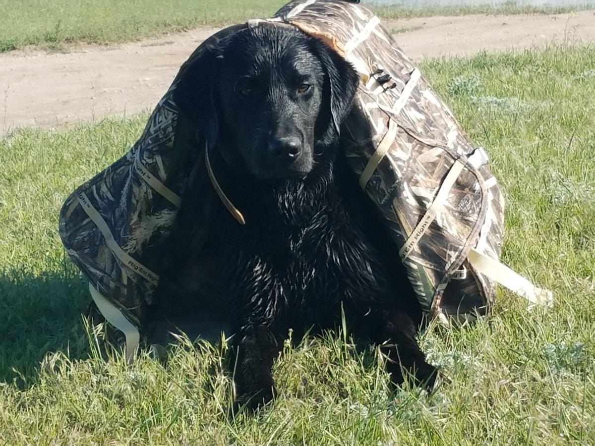 TWintholz's tweet photo. The Bahamas were fun. But I'm ready to be home trying to smash limits with this young pup! #SLEDGE #duckdog #workingdog https://t.co/uUIgsRTcUy