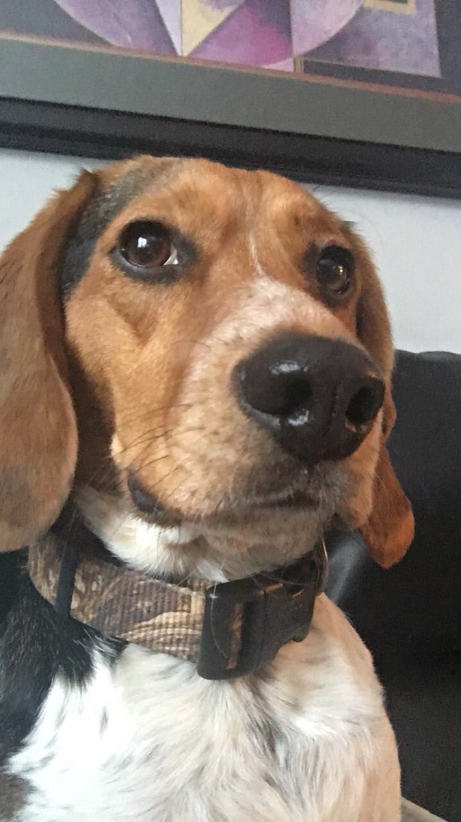 LincolnBeagle7's tweet photo. Does this photo make my nose look big? https://t.co/G0qwcwE0vD