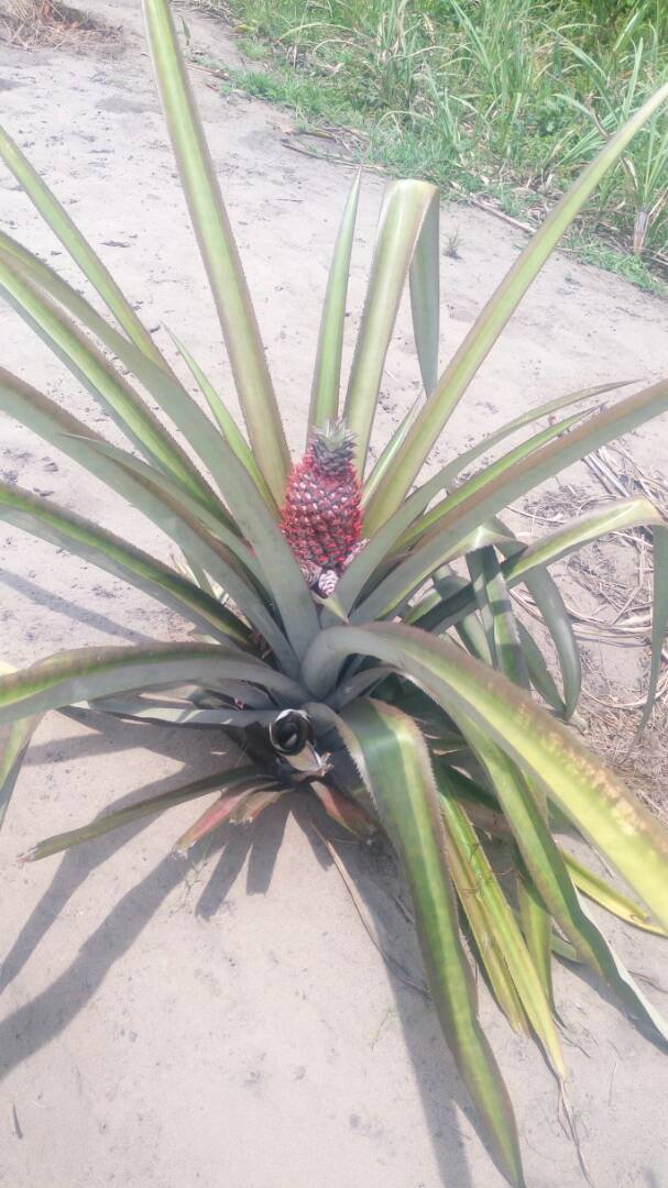 CasaMarisaRDC's tweet photo. Le prime ananas dell’orto di Casa Marisa, saranno dolcissime
#marisaunsorrisopertuttionlus
#orto https://t.co/5spnLNoTFi