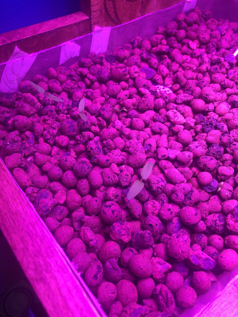 AHuskyste's tweet image. Dash and Dot came out to meet the kiddos today #codingintro #wonderworkshop #robots we also have some growth in our aquaponics lab #tomatoes #lettuce #3fishleft @HillsideES @hillside_media