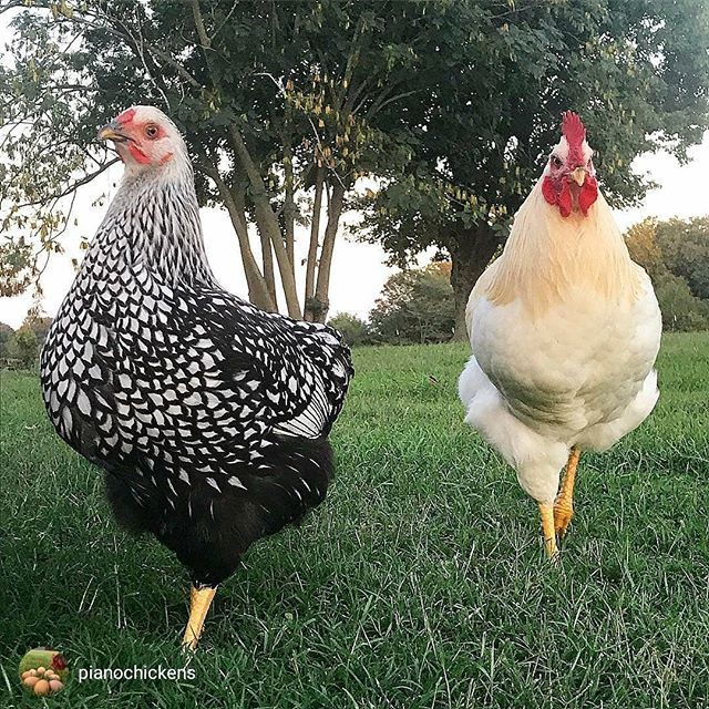 HealthyChickens's tweet photo. Via @pianochickens..." Sis and Bro."☺️🐓
🐓
🐓
🐓
🐓
#backyardpoultrymag #chickensofinstagram #poultryofinstagram  #freerangechickens #silverlacedwyandotte #backyardmixes #roostersofinstagram #brotherandsister #roosters #rooster #wyandottechicken #ins… https://t.co/7H8ArNiznP https://t.co/12nC3RueUv