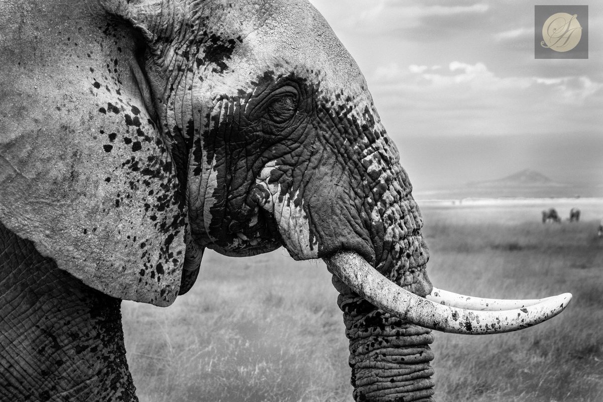 nomadic_eyes's tweet photo. Black and white #cntgiveitashot #natgeoyourshot #natgeo #africa #kenya #masaimara #cnntravel #bbctravel #wildlife #animals #natgeoafrica #subsaharan #animals_in_world #magnumphotos #elephants #africanelephants #elephantportrait https://t.co/jWM2yWeaKC