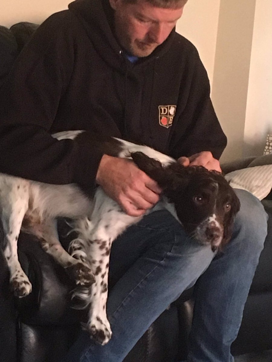 rosieDoc2's tweet photo. #findAri ❤️REUNITED❤️
STOLEN 29/9 at DONCASTER RACECOURSE in BROAD DAYLIGHT thieves targeted the #gundogshow A WHITE MALE dragged him through a small gap from car & shoved him in van speeding off with owner in pursuit
‼️ P&O FERRIES ‼️poss taking to IRELAND #IrishSea https://t.co/nM8X1y6aeB