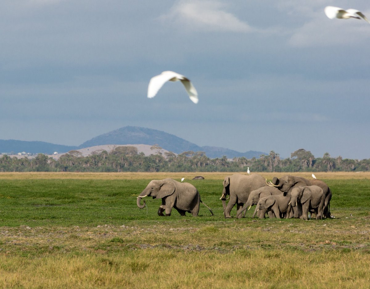 nomadic_eyes's tweet photo. Family that stays together in the wild #cntgiveitashot #natgeoyourshot #natgeo #africa #kenya #masaimara #cnntravel #bbctravel #wildlife #animals #natgeoafrica #subsaharan #animals_in_world #magnumphotos #elephants #africanelephants #elephantportrait https://t.co/yXspRTH5ME