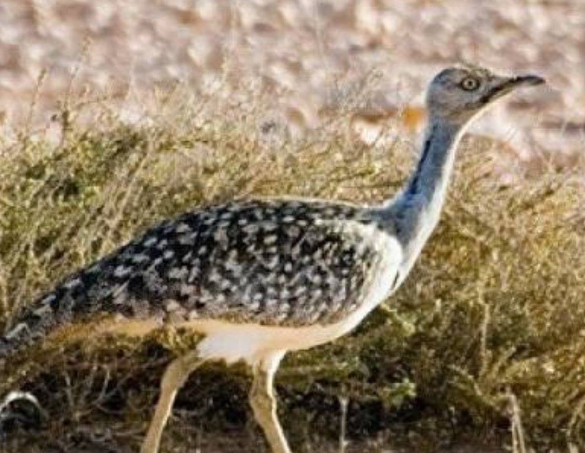 Syed_dawoodshah's tweet photo. After Houbara Bustard now Falcons under threat in the supervision of Naya Pakistan 😤
#SaveWildLife #WildLife #WWFP https://t.co/WBCX70suGo