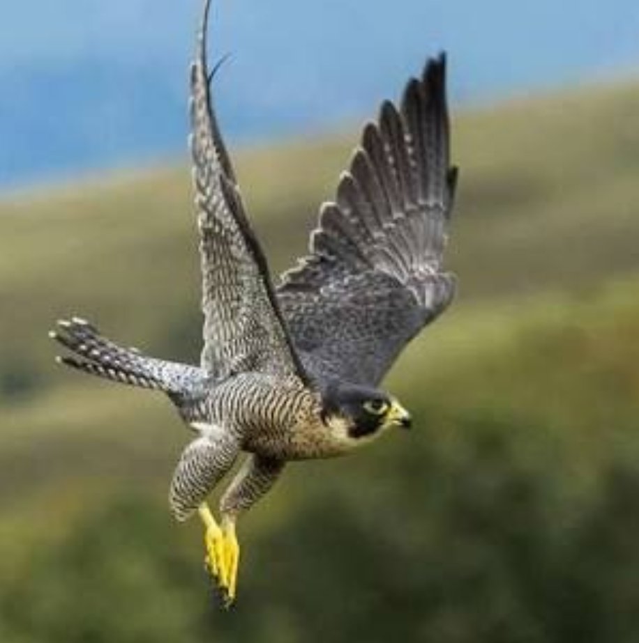Сокол сапсан птица. Птица быстрее всех летает. Ланнер (средиземноморский сокол). Сокол сапсан в гнезде. Сокол сапсан.