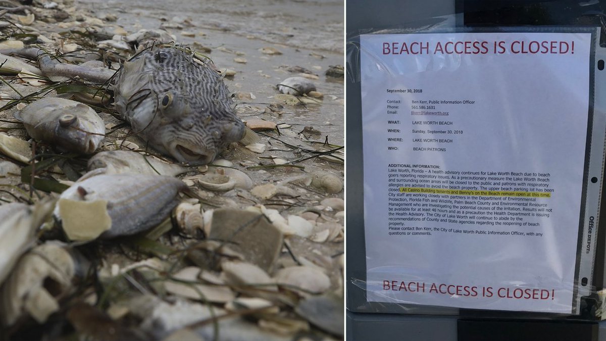 Is #RedTide coming to South Florida? @LukeDorrisWPLG says there are some signs that it could bit.ly/2y55elj?utm_so… https://t.co/mlLVBGMYtw