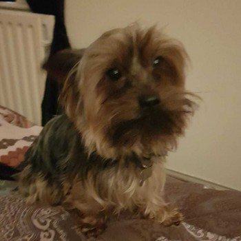 millypod1's tweet photo. 🆘WALTER #ScanMe
Black &amp; Tan Yorkshire Terrier Male

RUNNING SCARED PLEASE DO NOT CHASE😢
SIGHTINGS ☎️07701386190 / 07743670075

POSS SEEN Saturday Boston Avenue towards Town Hall

#Lost #Grangeway #Runcorn #Halton #Cheshire #WA7

#WA4 #WA5 #WA6 #WA8
https://t.co/UbqrRnfKSo https://t.co/gAVvQh3yIu