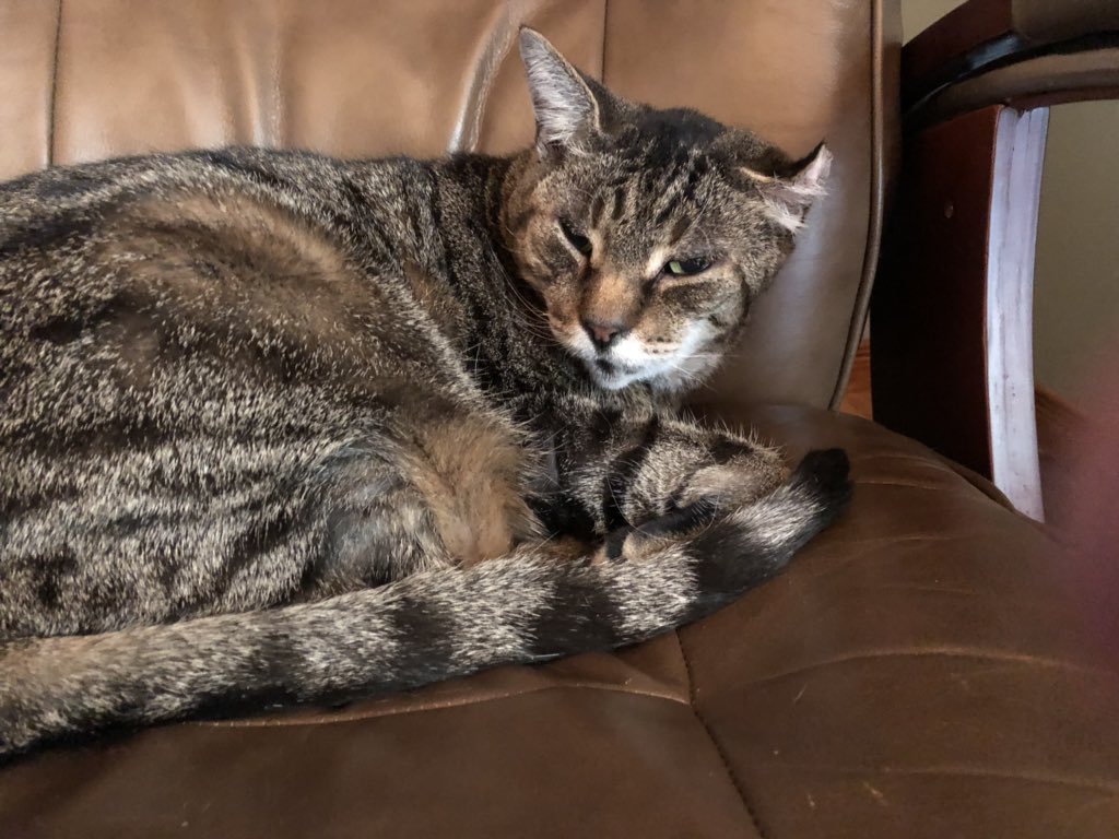 KeitherKeith's tweet photo. @zazzy_cat They don’t seem to understand how impawtant this is. 😺🧡😹 #humanlimitations #AdoptDontShop https://t.co/Ox1G4CFW9C