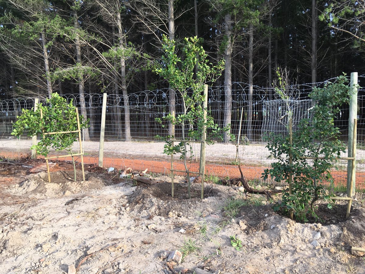 Some of the 20 indigenous trees planted for a client in Sweet Valley after removing alien Eucalyptus trees. Nuxia Florida, Diospyros whyteana, Harpephylum caffrum, Trichilia emetica, Vepris lanceolata, Curtissia dentata, Apodytes dimidiata #planttrees