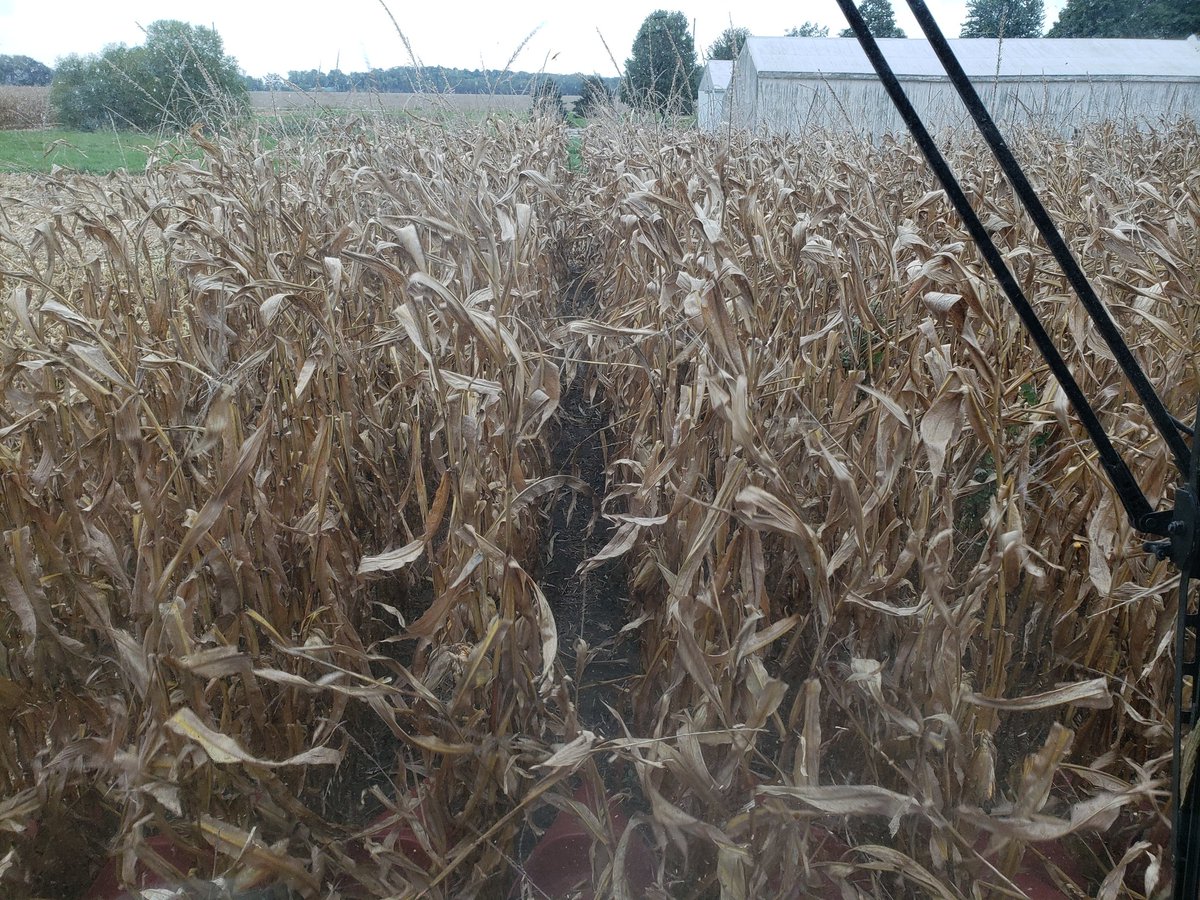 JeffHerrold's tweet photo. Not too much fun pulling into corn field and finding it laying flat.
1st pic is what picking should look like.
2nd pic, not so much.
#flatcorn #harvest18 https://t.co/wLSedF5HjU