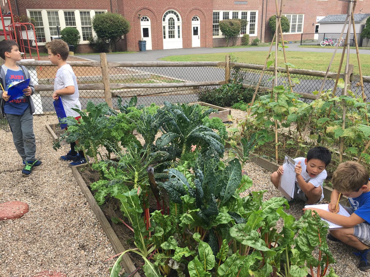 EDMrsHuang's tweet photo. A beautiful day! Planted spinach and can’t wait to harvest in Nov. We learned more about 🥒vegetables, 🍅fruits, and 🌿herbs and used descriptive language to write a story pretending to be a plant. We also learned about where 🥕carrot seeds come from - the flower! #edgewoodproud https://t.co/gezRI1lWWp