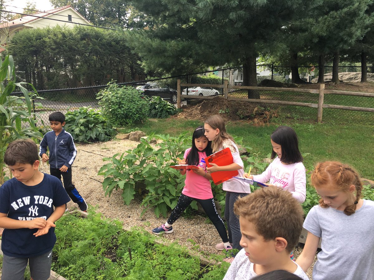 EDMrsHuang's tweet photo. A beautiful day! Planted spinach and can’t wait to harvest in Nov. We learned more about 🥒vegetables, 🍅fruits, and 🌿herbs and used descriptive language to write a story pretending to be a plant. We also learned about where 🥕carrot seeds come from - the flower! #edgewoodproud https://t.co/gezRI1lWWp
