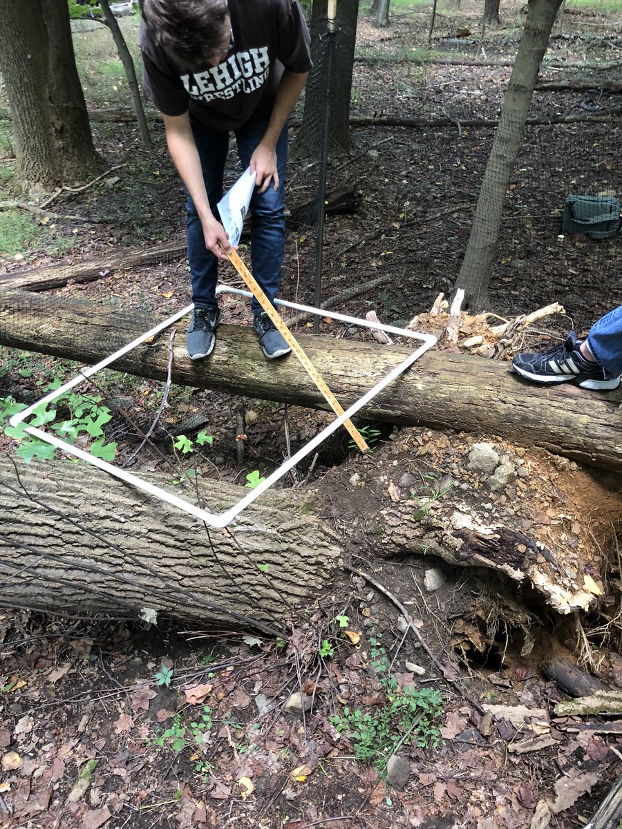 NathanLamEES's tweet photo. Identifying and measuring tree saplings in the Experimental Forest! We looked at Plot 2A with a fallen Tulip Poplar and found a salamander! #EES152 https://t.co/LPnudKO3TV