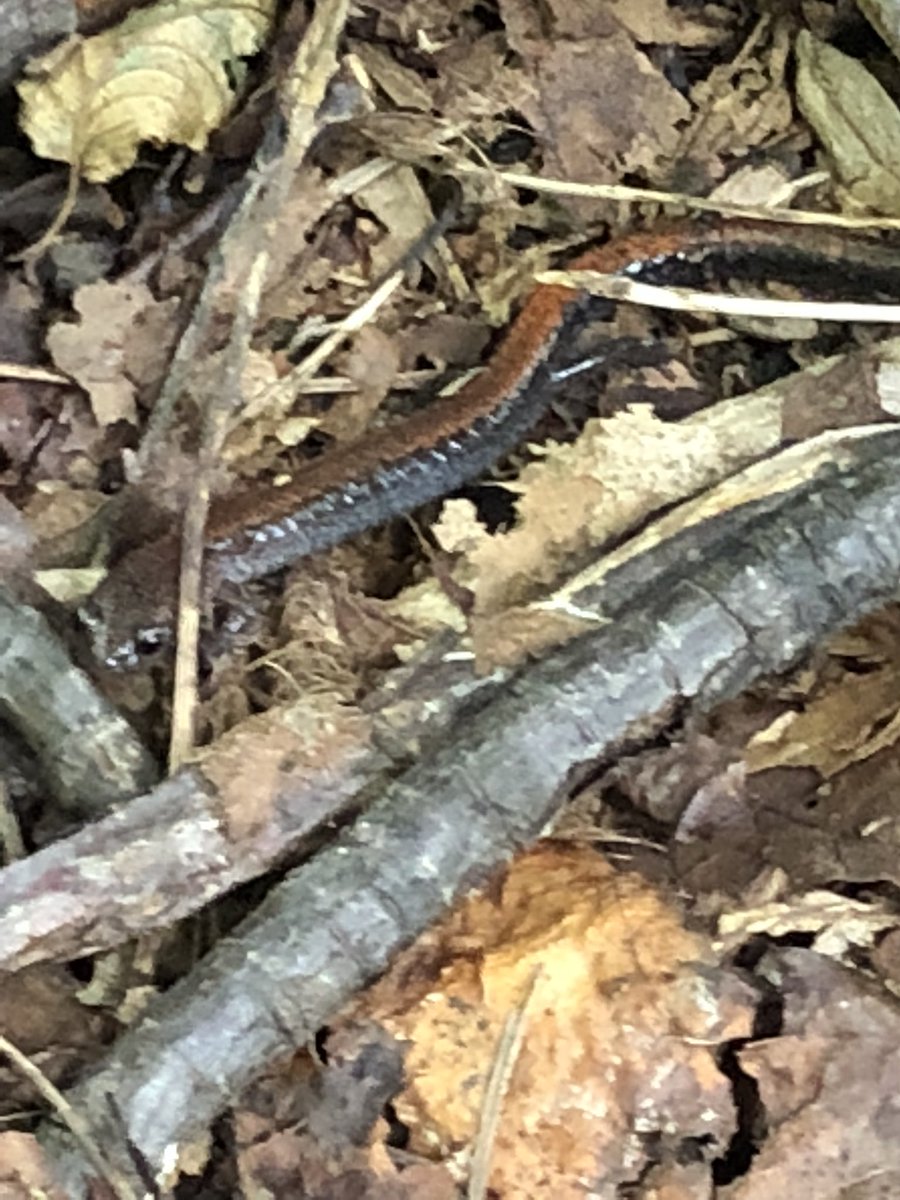 NathanLamEES's tweet photo. Identifying and measuring tree saplings in the Experimental Forest! We looked at Plot 2A with a fallen Tulip Poplar and found a salamander! #EES152 https://t.co/LPnudKO3TV