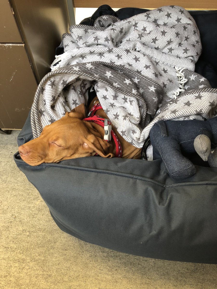 Chris_Taylor76's tweet photo. #RubyBloom first day at work went well. Plenty of exploring outside and then an afternoon snoozing under my desk. #wornOut https://t.co/HOmzb4MSCt