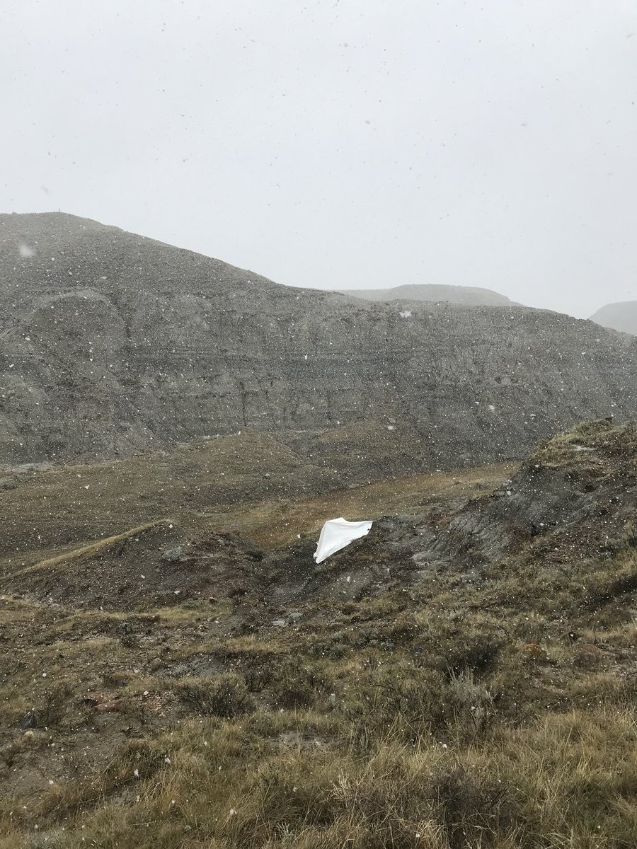 AaronVDReest's tweet photo. Had a great weekend with a great field and lab tech and friend, Christina Hatley, finishing up a quarry for an interesting ceratopsian skull from White Rock Coulee, southern Alberta! Found a nice complete maxilla and an as-of-yet unidentified bone. #dinodigs #fieldwork2018 https://t.co/yVm64Boc0I