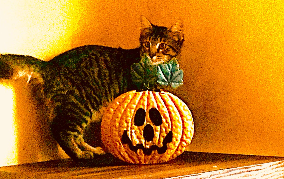 RhondaWeidner's tweet photo. My furry grandcat welcoming fall and getting ready for his first Halloween. @_alexbrooks #HalloweenCat #FallFeline #GastontheGreat #PurrfectLilPumpkin https://t.co/wwyy1eaGYU
