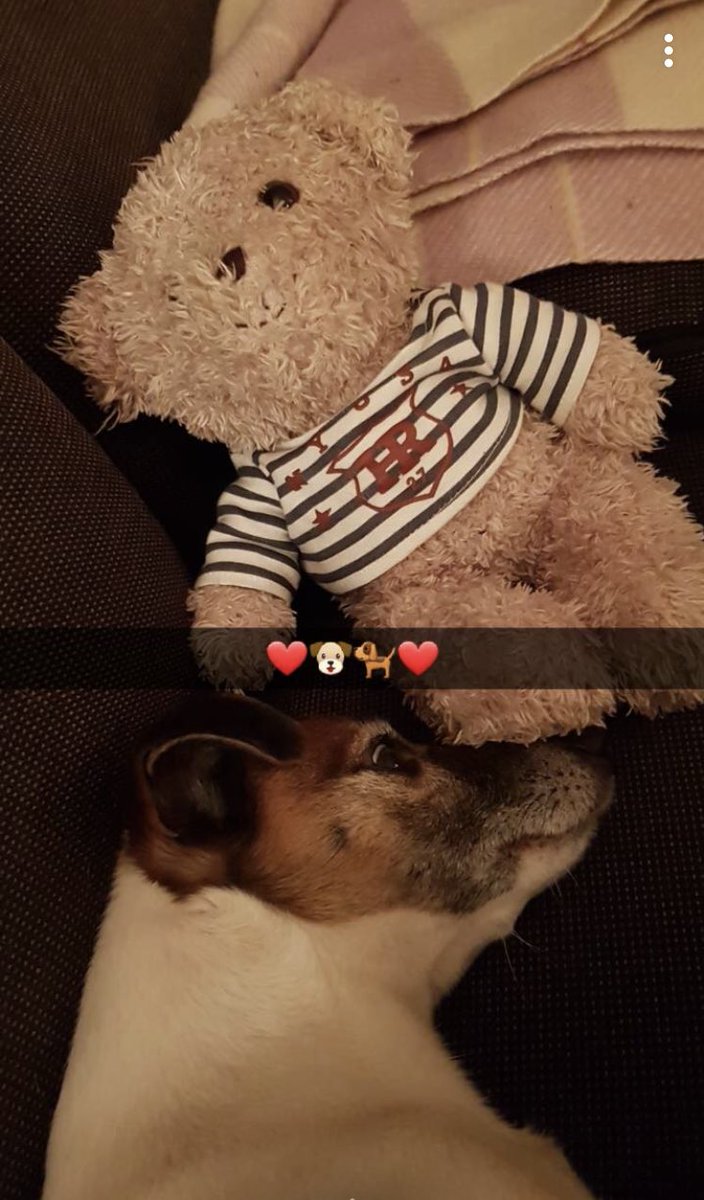 Ebroderstad's tweet photo. @LaraBricker here’s a dog of the week to change things up! Her name is Stella and she is a rescue dog🧡@CrimeWritersOn keep up the awesome work!! https://t.co/I9GhTnXSVp