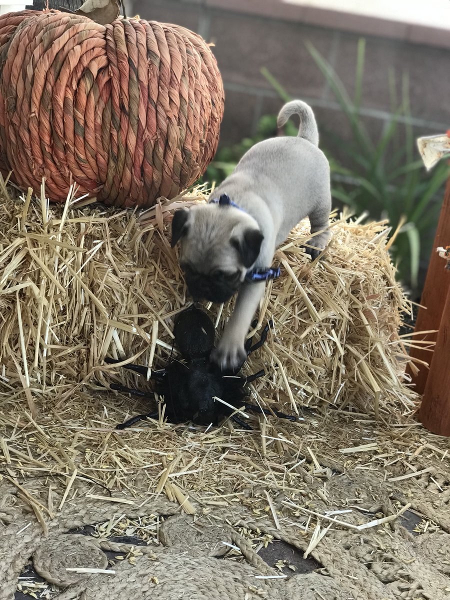 tanksgirl1974's tweet photo. Winston wants the spider. Fall time #Halloween2018 #HelloOctober #HappyHalloween #pug #pugchat #puggies #puglets #puglife https://t.co/m1cjhpFWCM