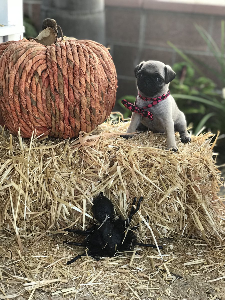 tanksgirl1974's tweet photo. Look at Honey Bee and that spider. Happy fall y’all #happyfall #pugs #puglets #puglife #puggies #pugchat https://t.co/cCtTKChFva