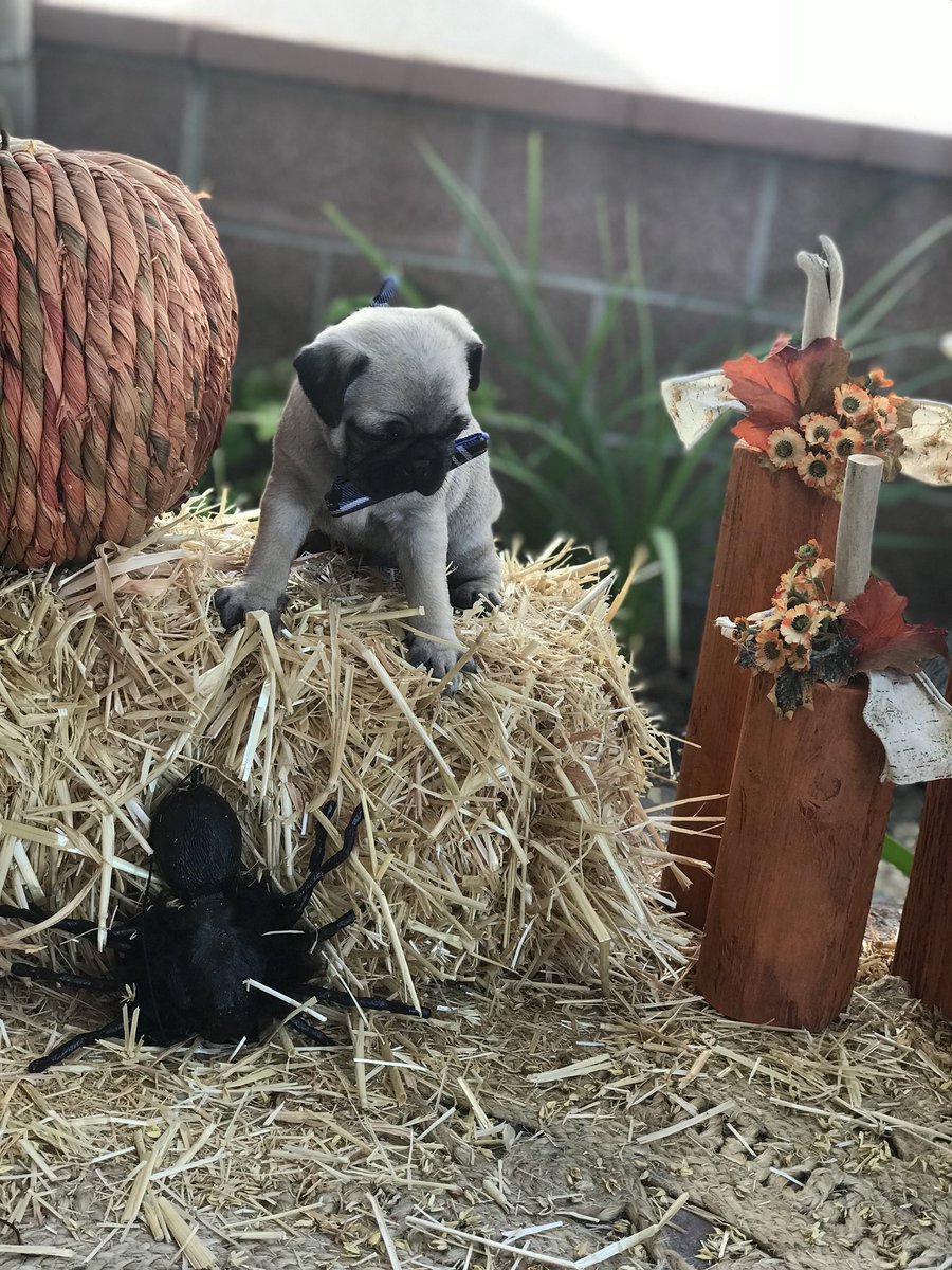 tanksgirl1974's tweet photo. Winston says Happy Fall y’all #HappyOctober #HappyHalloween #puglets #puglife #puglets #puggies #pugchat https://t.co/vB8geuydGz