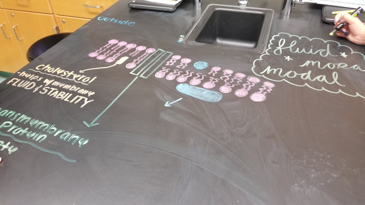 Lipenta_Bio's tweet photo. Honors Bio students modeling the cell membrane! #umhslearns https://t.co/8S9nyEMWix