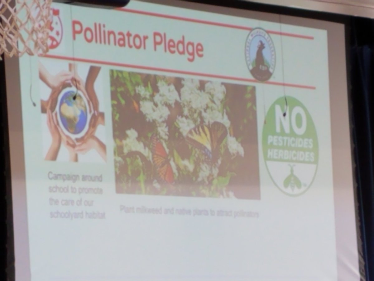 DiscoveryAPS's tweet photo. .@DiscoveryAPS is taking the #PollinatorPledge, promising that as an @EcoSchoolsUSA #Green flag school, we will plant milkweed and not use harmful chemicals, so we can care for our important local #pollinators. #apsgreen https://t.co/ndbbnpH4Q4