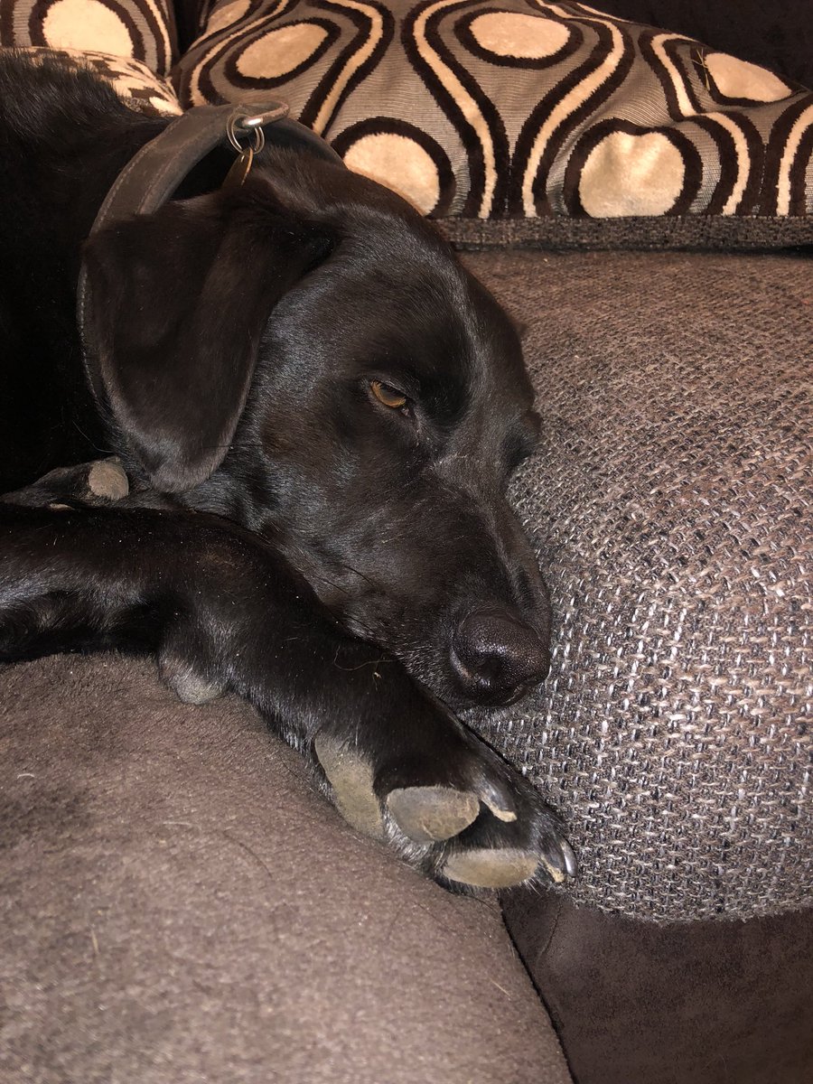 janenewmanfp's tweet photo. We’ve been celebrating #NationalBlackDogDay today! This is Charlie the clumsiest black lab in the country! #WorcestershireHour https://t.co/YqDa98TlC0