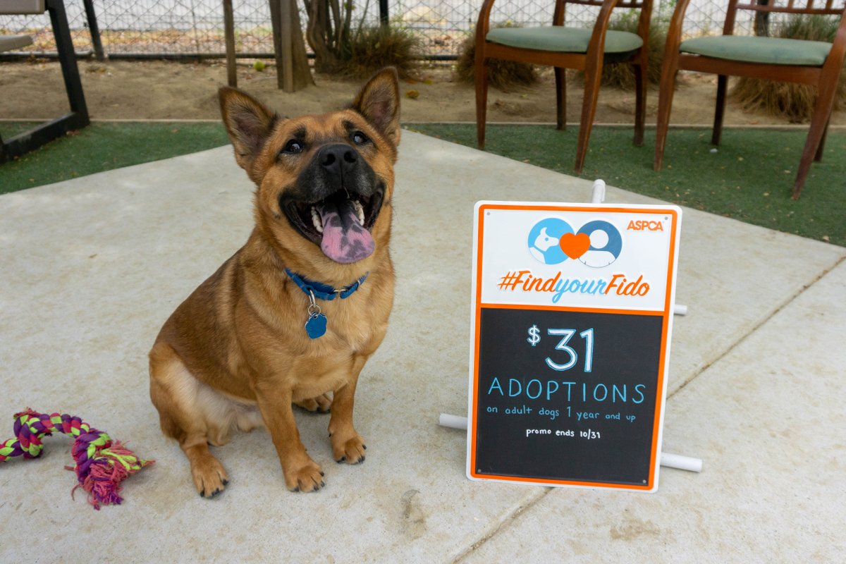 petsinneed1965's tweet photo. Here we go—it’s Adopt-A-Shelter-Dog Month! Starting now ‘til the end of October, each of our adult dogs have a reduced adoption fee of $31. Swing by our shelter to meet our available dogs! (Please note that the $75 canine training deposit still applies). #FindYourFido https://t.co/HvP7DjraPf