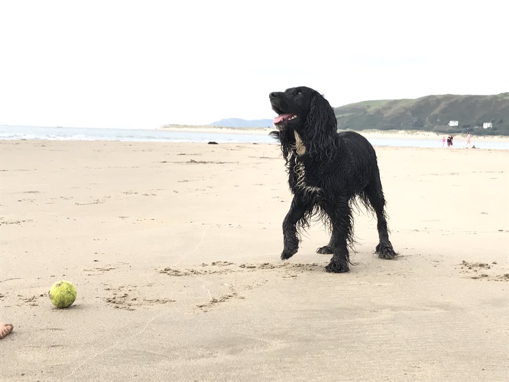 ian_astound's tweet photo. @PrimeMixMktg @ISOQSL Inca was too busy amusing herself to help me at the weekend! #worcestershirehour #anotheroneplease https://t.co/hoxNmvxIZV